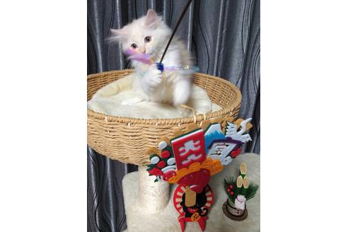 成約済の埼玉県のサイベリアン-20337の4枚目